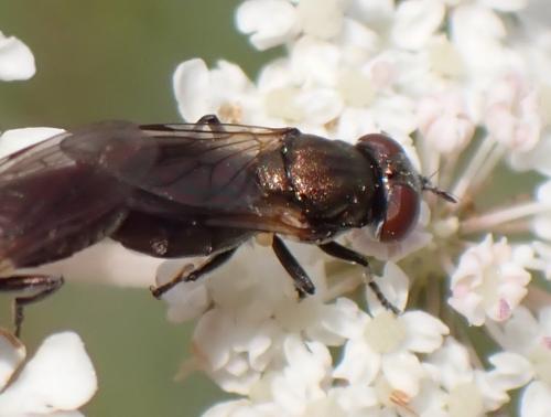 Orthonevra nobilis